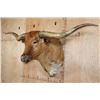Image 2 : XXL TEXAS LONGHORN Shoulder Mount with a "Texas Twist"