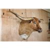 Image 3 : XXL TEXAS LONGHORN Shoulder Mount with a "Texas Twist"