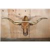 Image 4 : XXL TEXAS LONGHORN Shoulder Mount with a "Texas Twist"
