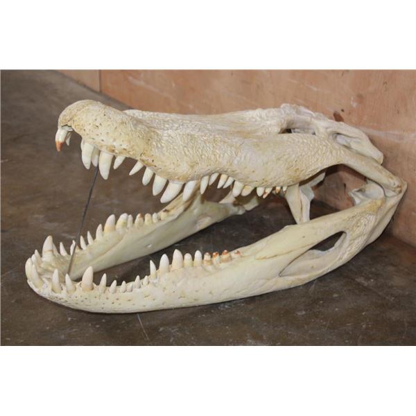 XXL ALLIGATOR Skull from a 13' Foot Long Gator with All its Teeth