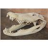 Image 1 : XXL ALLIGATOR Skull from a 13' Foot Long Gator with All its Teeth