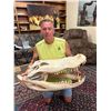 Image 2 : XXL ALLIGATOR Skull from a 13' Foot Long Gator with All its Teeth