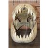 Image 3 : XXL ALLIGATOR Skull from a 13' Foot Long Gator with All its Teeth