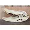 Image 4 : XXL ALLIGATOR Skull from a 13' Foot Long Gator with All its Teeth