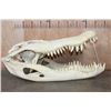 Image 5 : XXL ALLIGATOR Skull from a 13' Foot Long Gator with All its Teeth