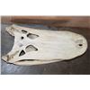 Image 6 : XXL ALLIGATOR Skull from a 13' Foot Long Gator with All its Teeth
