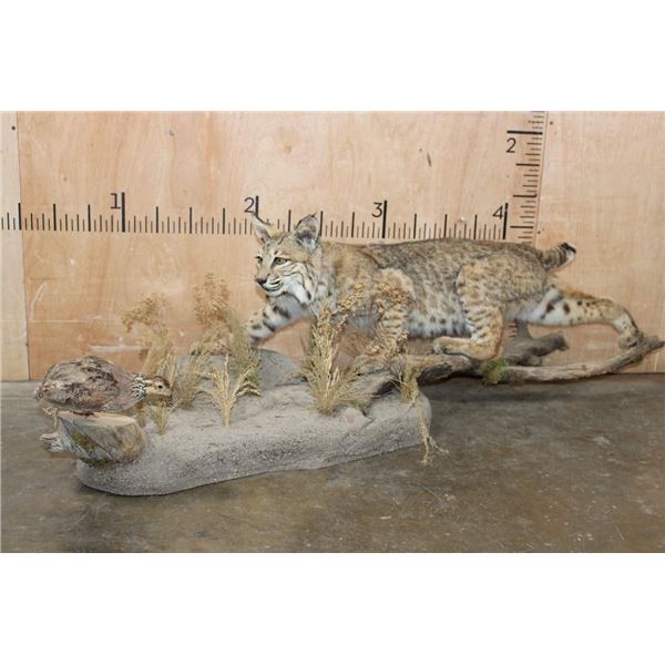 Life-sized BOBCAT "Stalking" a Quail on a Decorative Habitat Base