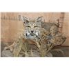 Image 3 : Life-sized BOBCAT "Stalking" a Quail on a Decorative Habitat Base