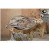Image 4 : Life-sized BOBCAT "Stalking" a Quail on a Decorative Habitat Base
