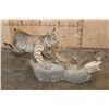 Image 5 : Life-sized BOBCAT "Stalking" a Quail on a Decorative Habitat Base