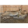 Image 6 : Life-sized BOBCAT "Stalking" a Quail on a Decorative Habitat Base