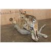 Image 8 : Life-sized BOBCAT "Stalking" a Quail on a Decorative Habitat Base
