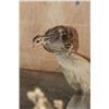 Image 9 : Life-sized BOBCAT "Stalking" a Quail on a Decorative Habitat Base