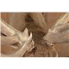 Image 10 : XXL 19-Point ELK Shoulder Mount with Massive Brow Tines