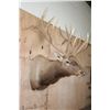 Image 2 : XXL 19-Point ELK Shoulder Mount with Massive Brow Tines