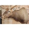 Image 4 : XXL 19-Point ELK Shoulder Mount with Massive Brow Tines
