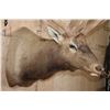 Image 6 : XXL 19-Point ELK Shoulder Mount with Massive Brow Tines