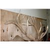 Image 9 : XXL 19-Point ELK Shoulder Mount with Massive Brow Tines