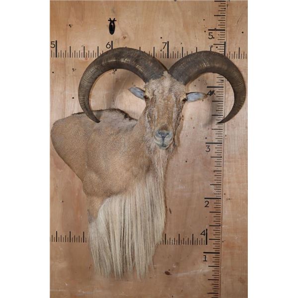 Huge XXL AOUDAD Wall Pedestal. Largest in the Sale!