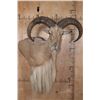 Image 1 : Huge XXL AOUDAD Wall Pedestal. Largest in the Sale!