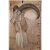 Image 2 : Huge XXL AOUDAD Wall Pedestal. Largest in the Sale!