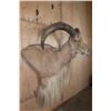 Image 3 : Huge XXL AOUDAD Wall Pedestal. Largest in the Sale!