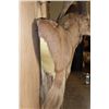 Image 4 : Huge XXL AOUDAD Wall Pedestal. Largest in the Sale!