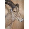 Image 5 : Huge XXL AOUDAD Wall Pedestal. Largest in the Sale!