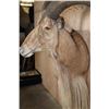 Image 6 : Huge XXL AOUDAD Wall Pedestal. Largest in the Sale!