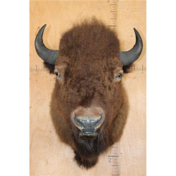 XL BISON or BUFFALO Shoulder Mount