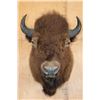 Image 1 : XL BISON or BUFFALO Shoulder Mount