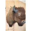 Image 2 : XL BISON or BUFFALO Shoulder Mount