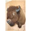 Image 3 : XL BISON or BUFFALO Shoulder Mount