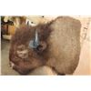 Image 4 : XL BISON or BUFFALO Shoulder Mount
