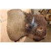 Image 5 : XL BISON or BUFFALO Shoulder Mount