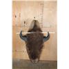 Image 6 : XL BISON or BUFFALO Shoulder Mount