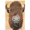 Image 7 : XL BISON or BUFFALO Shoulder Mount