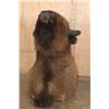 Image 8 : XL BISON or BUFFALO Shoulder Mount