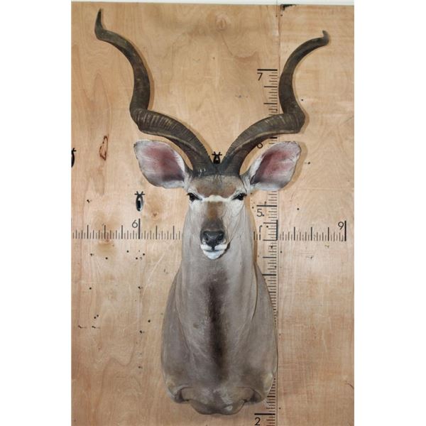 Big KUDU Shoulder Mount