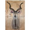 Image 1 : Big KUDU Shoulder Mount