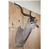 Image 2 : Big KUDU Shoulder Mount