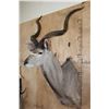 Image 3 : Big KUDU Shoulder Mount
