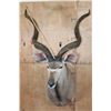 Image 6 : Big KUDU Shoulder Mount