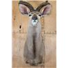 Image 7 : Big KUDU Shoulder Mount