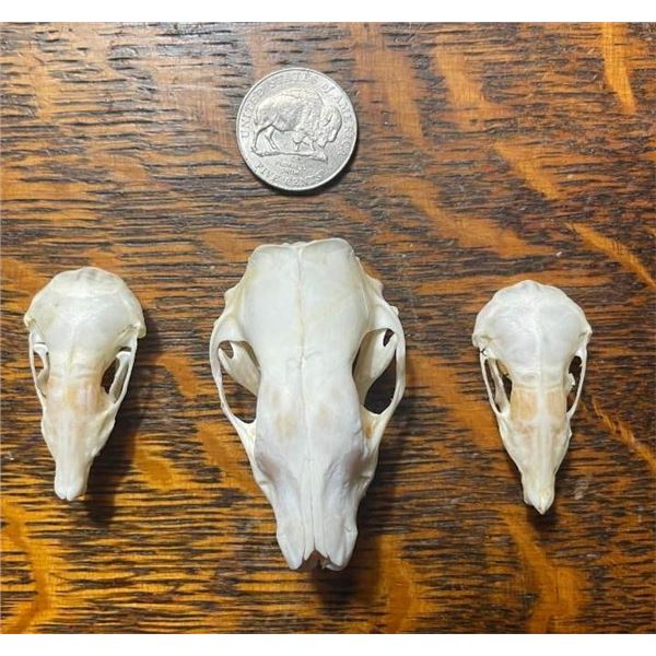 (2) *Rarely Seen* North American MOLE Skulls with (1) European HEDGEHOG Skull