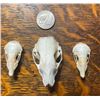 Image 1 : (2) *Rarely Seen* North American MOLE Skulls with (1) European HEDGEHOG Skull