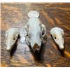 Image 2 : (2) *Rarely Seen* North American MOLE Skulls with (1) European HEDGEHOG Skull