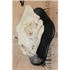 Image 2 : *TEXAS RESIDENTS ONLY* Big AFRICAN LION Skull on a Black Wood Black