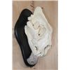 Image 3 : *TEXAS RESIDENTS ONLY* Big AFRICAN LION Skull on a Black Wood Black