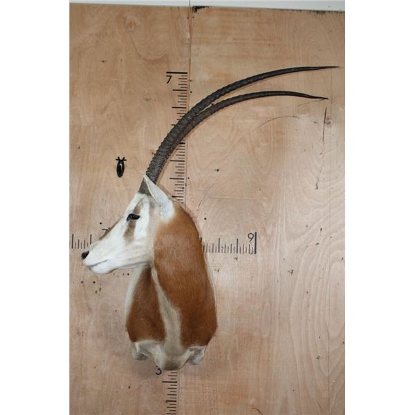 *TEXAS RESIDENTS ONLY* SCIMITAR HORNED ORYX Shoulder Mount *New*